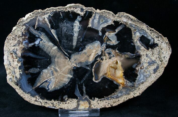 Blue Forest Petrified Wood Slice - x #12641